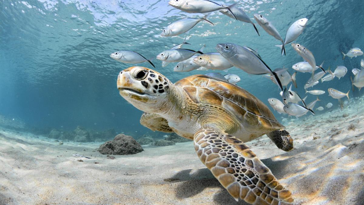 Tratado Global de los Océanos Arctic Sunrise Witness España