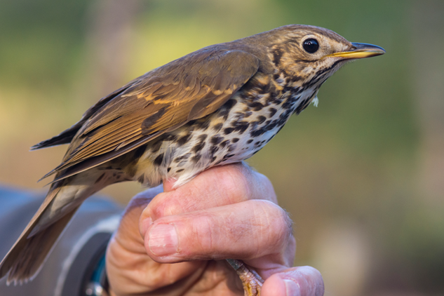 Aves garrapatas propensas