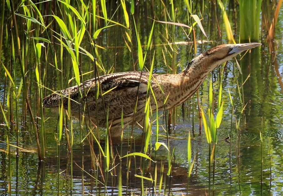 Avetoro común Ave del Año 2024 humedales