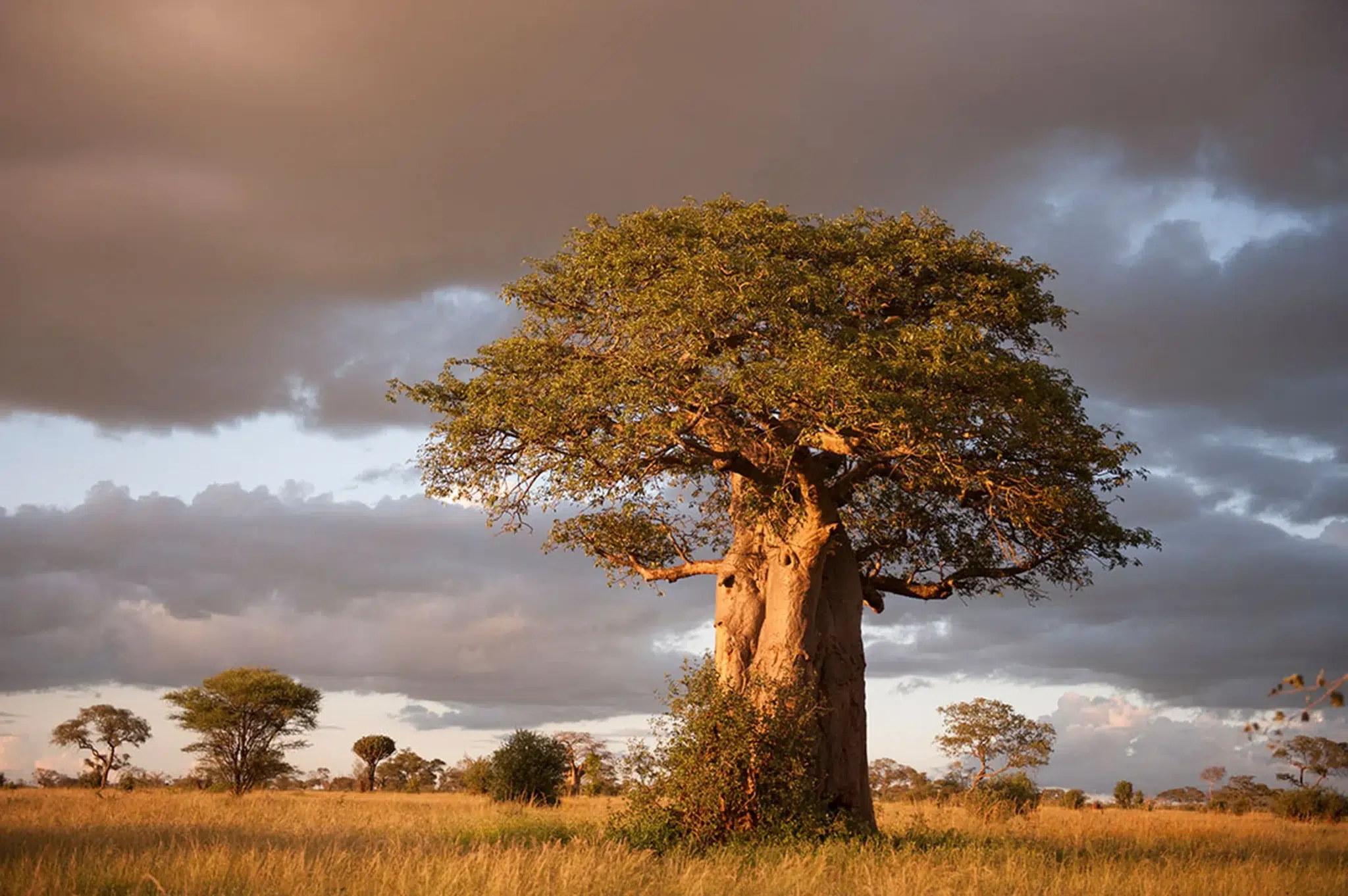 Baobabs peligro de extinción Madagascar
