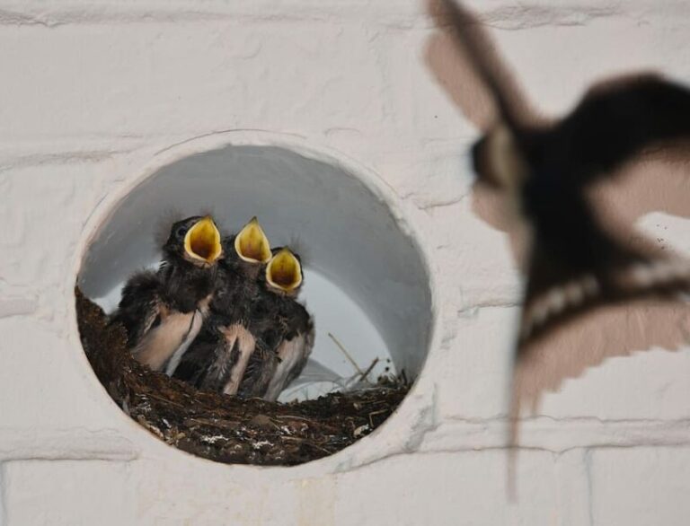 Día Mundial de las Aves Migratorias 2024 - Bienvenidas
