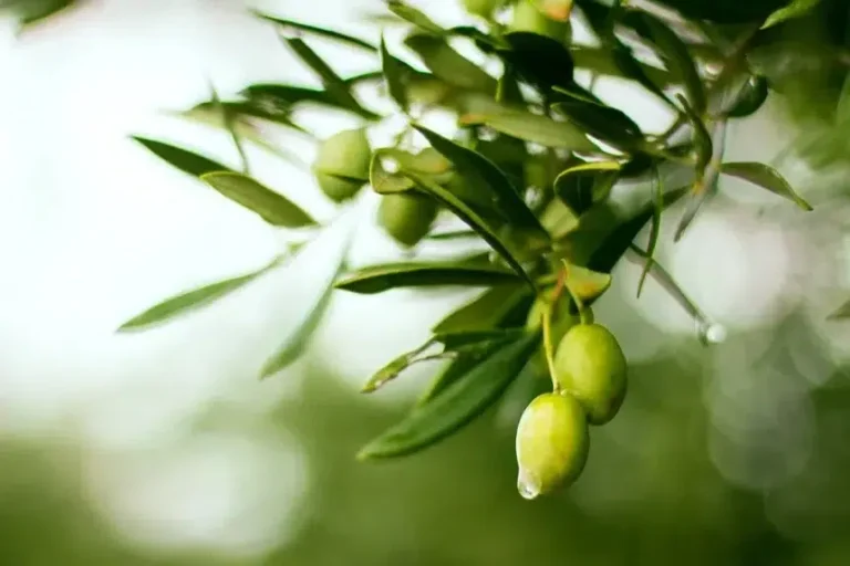 Cambio climático Xylella fastidiosa olivos mediterráneo