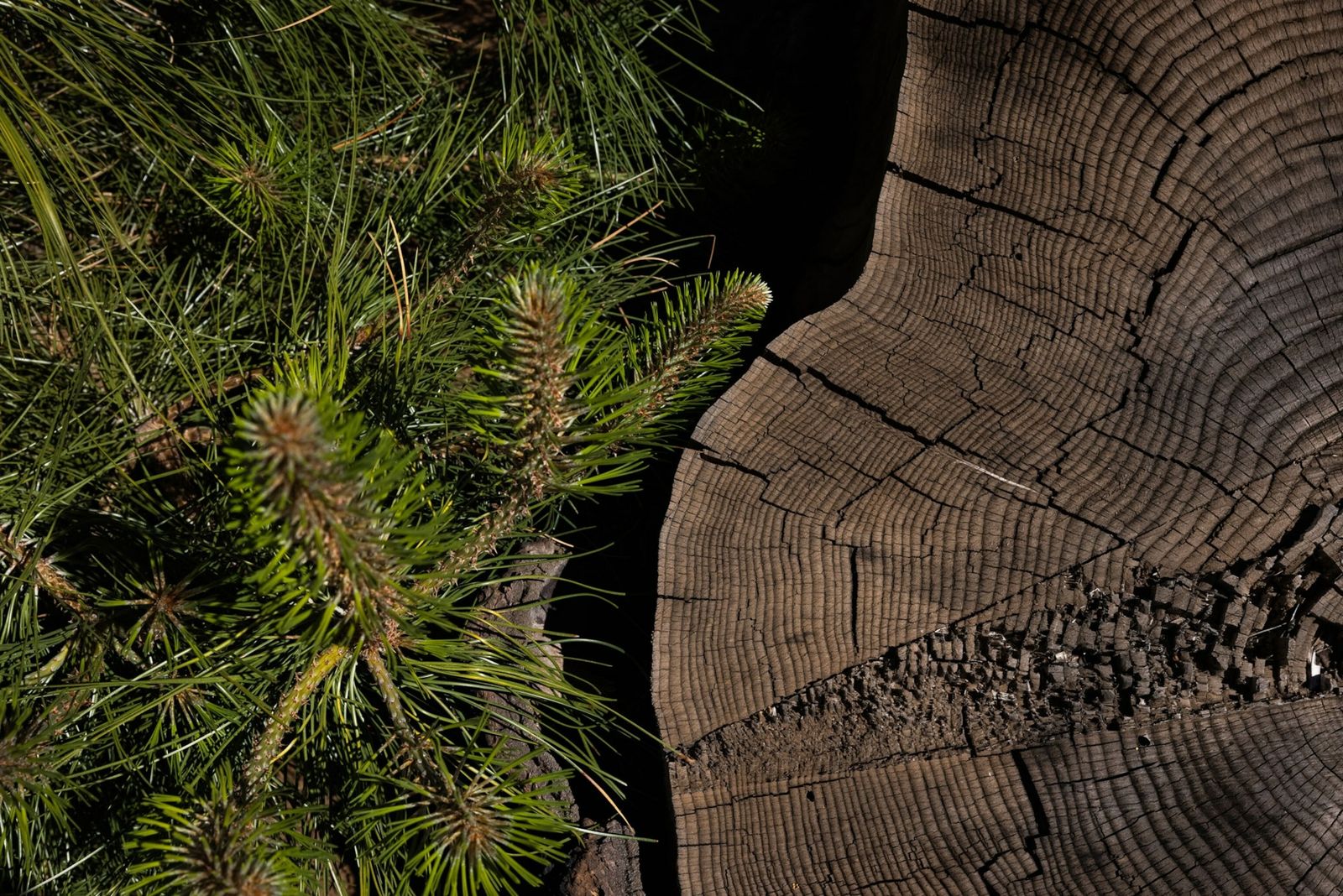 científicos compensaciones voluntarias carbono emisiones combustibles fósiles