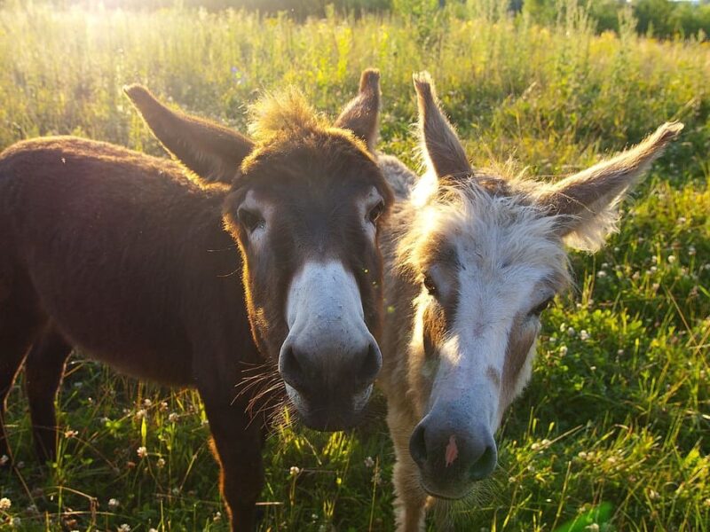 Día Mundial del Burro 2024