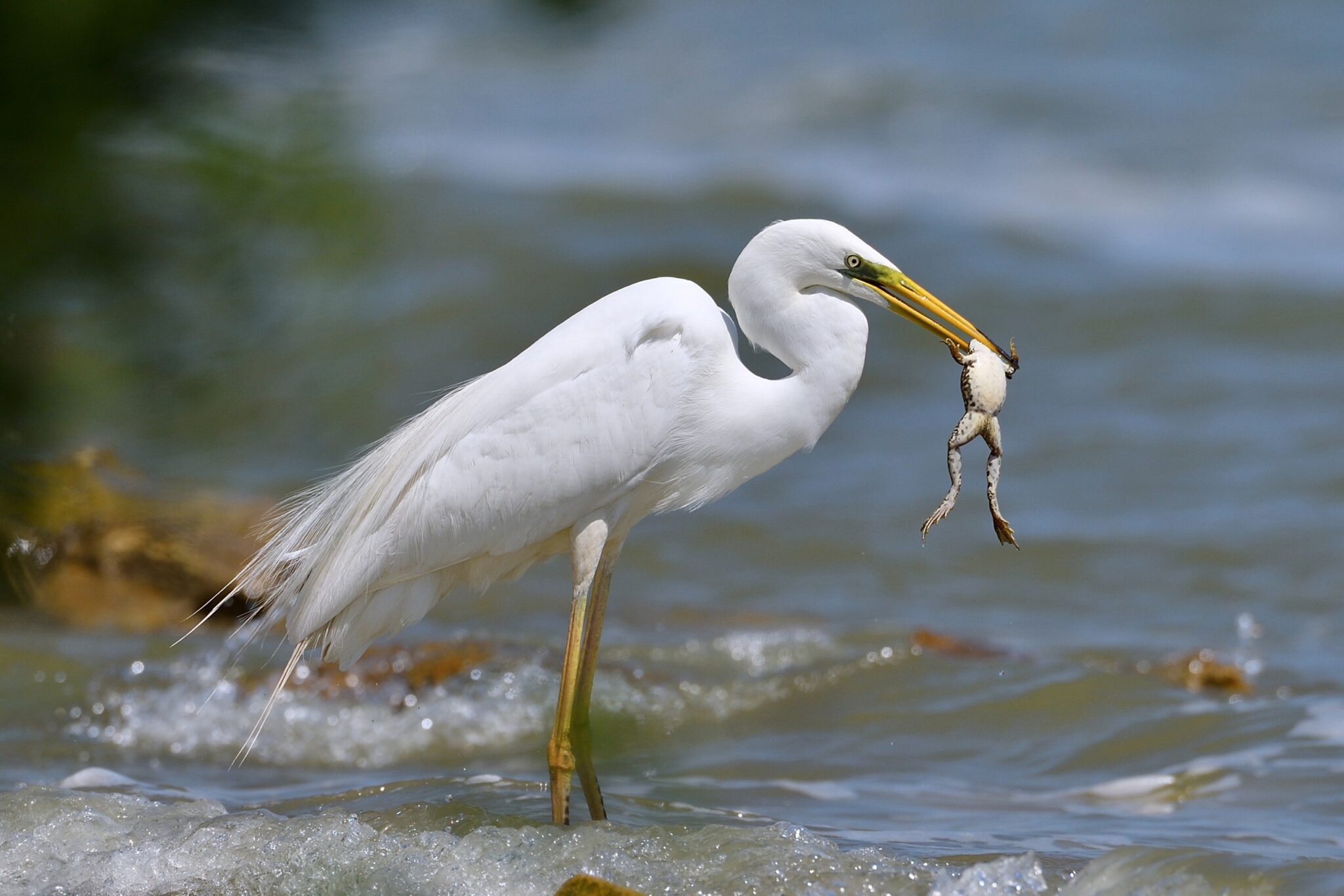 Garzas reducción población Avetoro común