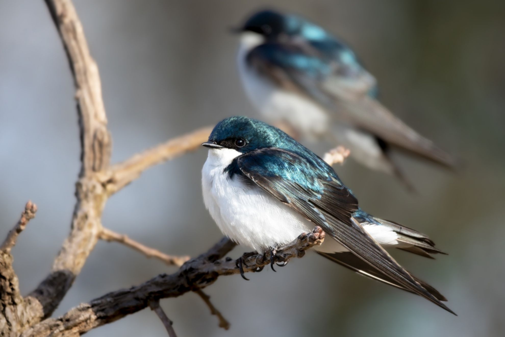 Día Mundial de las Aves Migratorias 2024 golondrinas