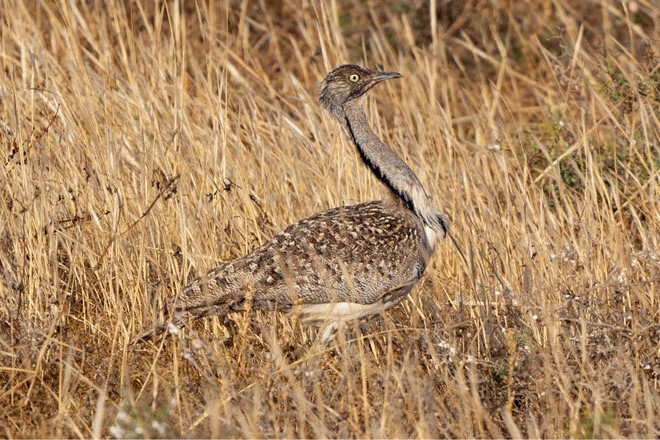 Plan de gestión de las ZEPA