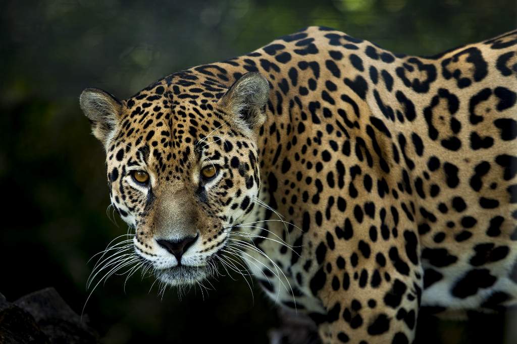 Jaguar Pando Bolivia Patrimonio Natural
