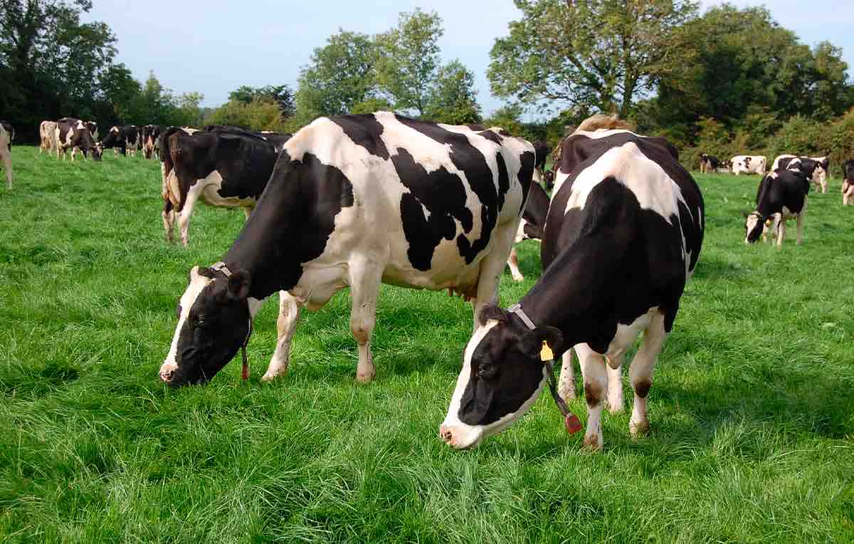 Naturaleza Pastoreada pastos degradados semillas