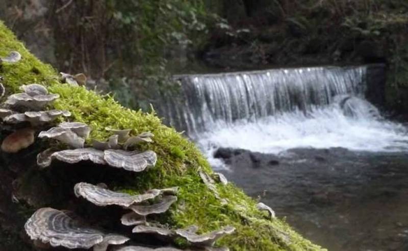 Ríos Busturialdea Oka Mape Golako caudal ecológico