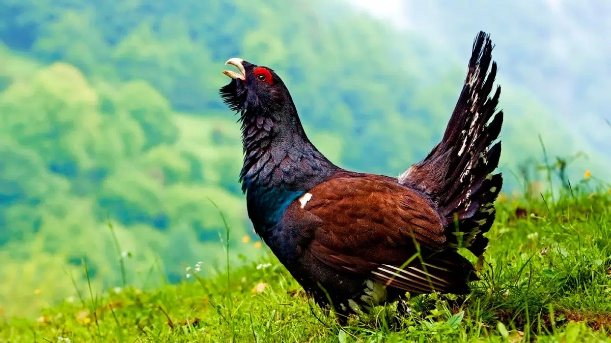 Urogallo cantábrico peligro de extinción rescate genético