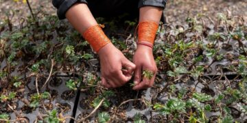 Acción Andina bosques autóctonos