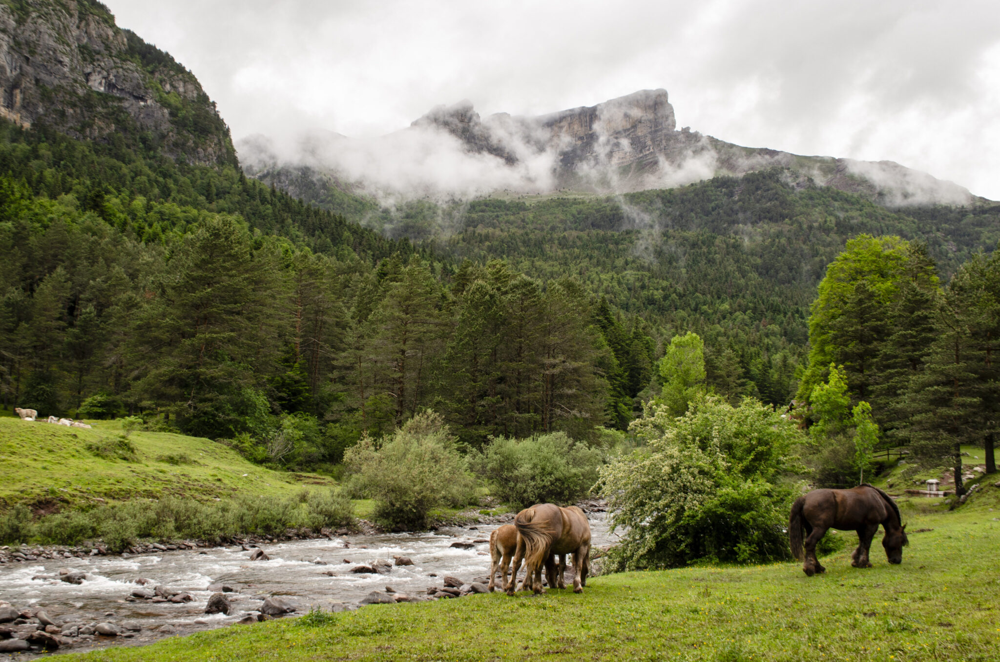 BioPirineo bioeconomía forestal