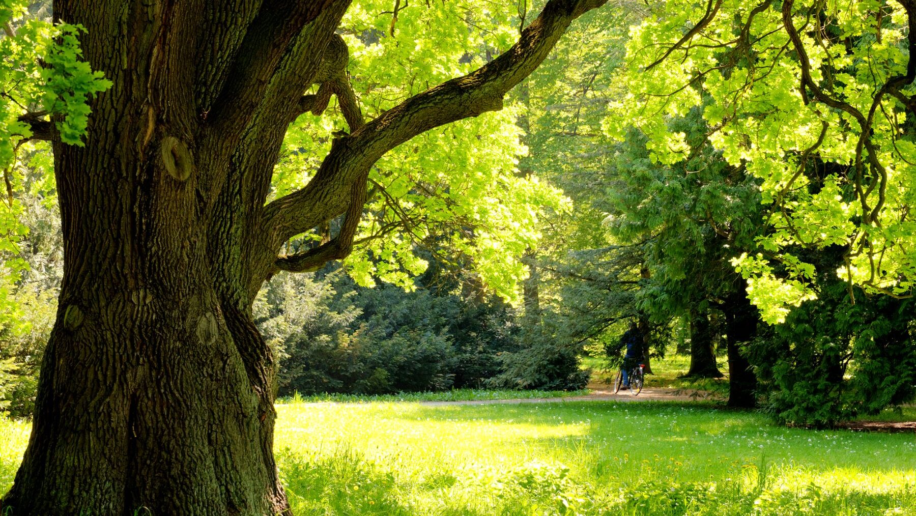 Día Mundial del Árbol 2024 vida