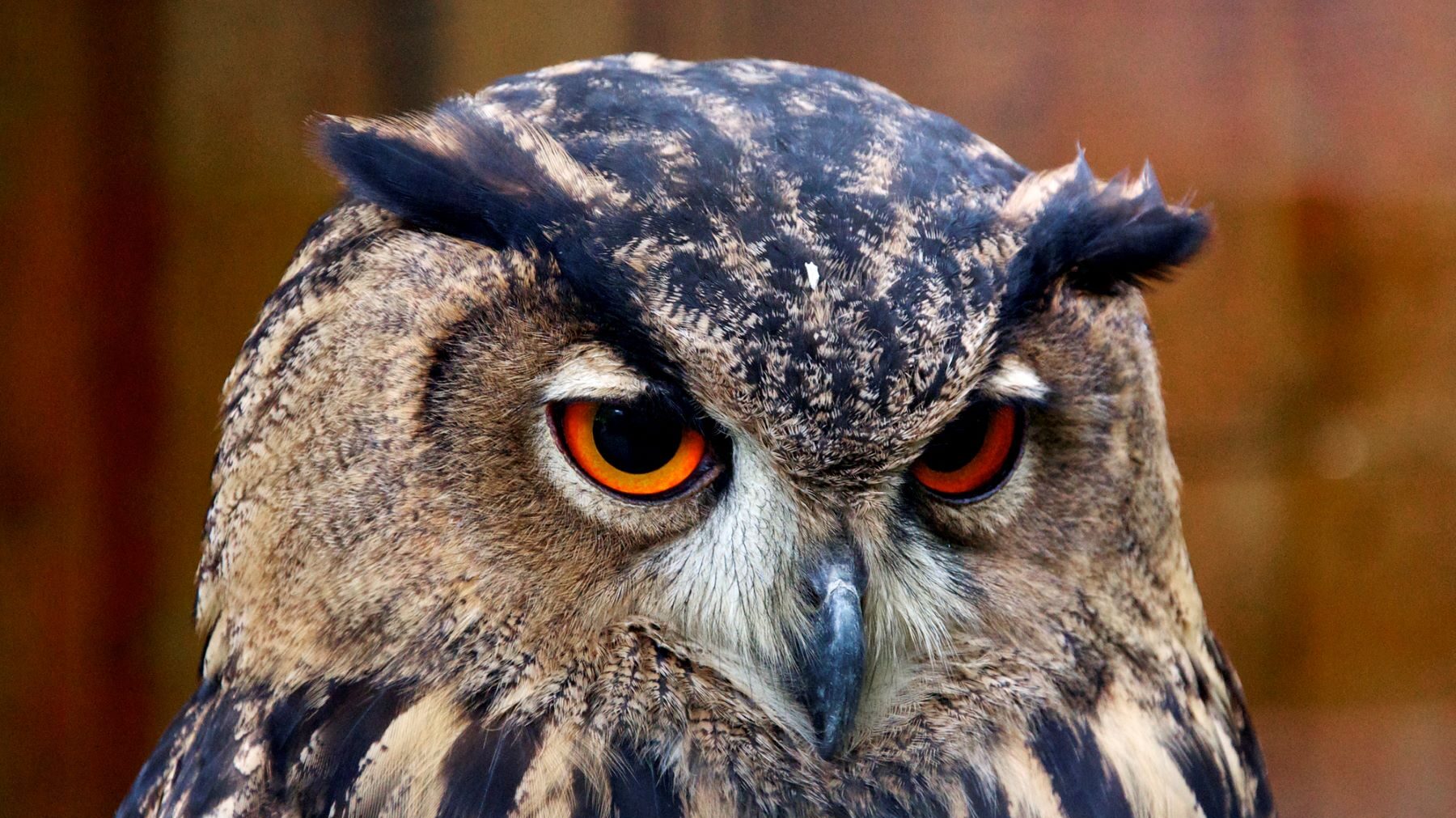 Búho Real Molina de Segura