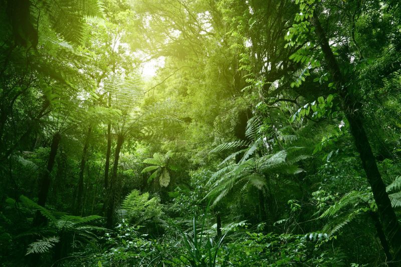 Día Internacional de los Bosques Tropicales 2024