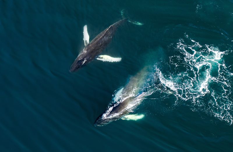 caza de ballenas Islandia