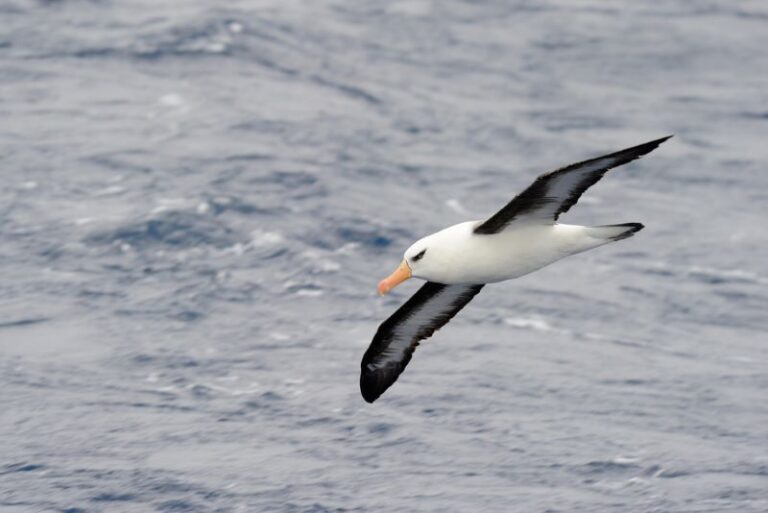 Día Mundial del Albatros 2024 oceános