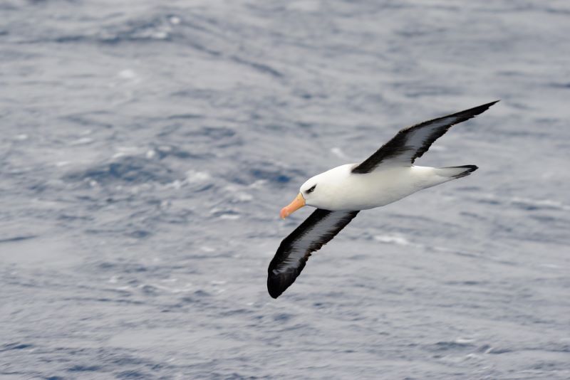 Día Mundial del Albatros 2024 oceános