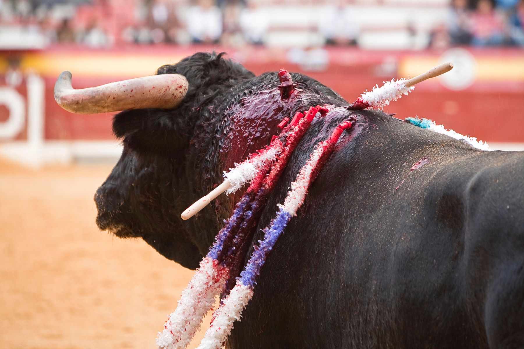 Día Mundial Antitaurino 2024 Colombia