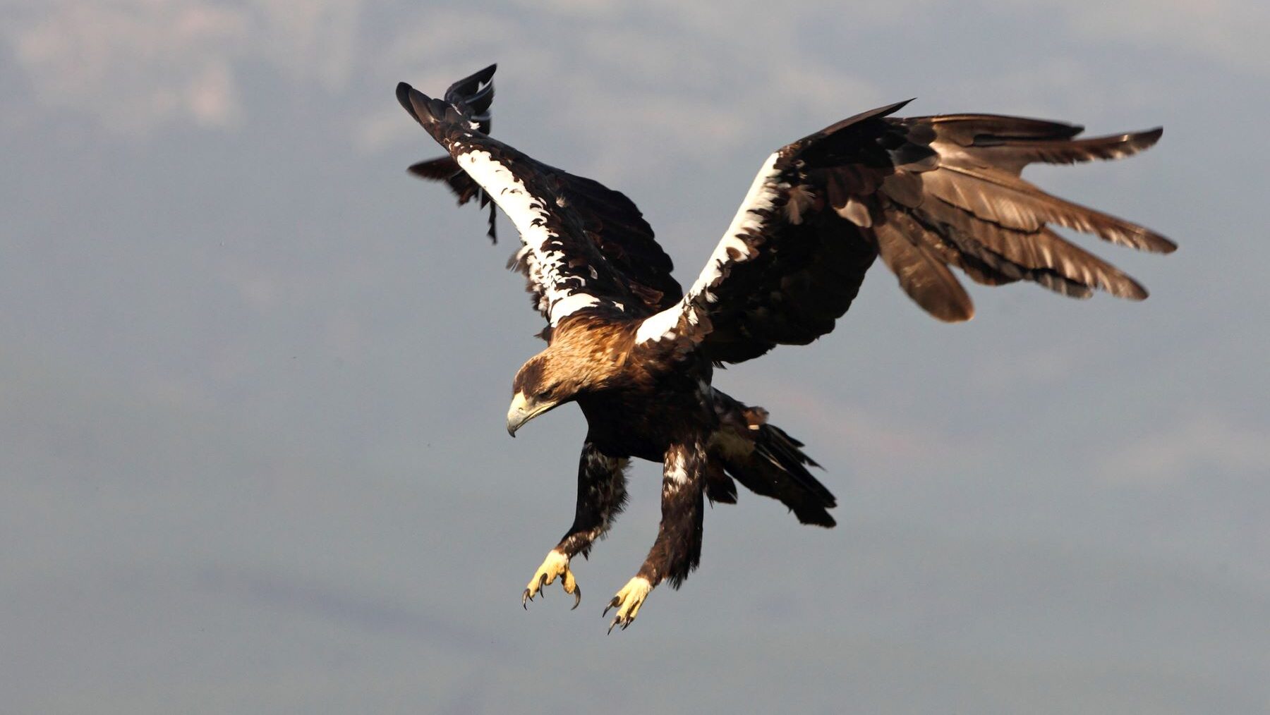 envenenamiento de fauna en Cuenca