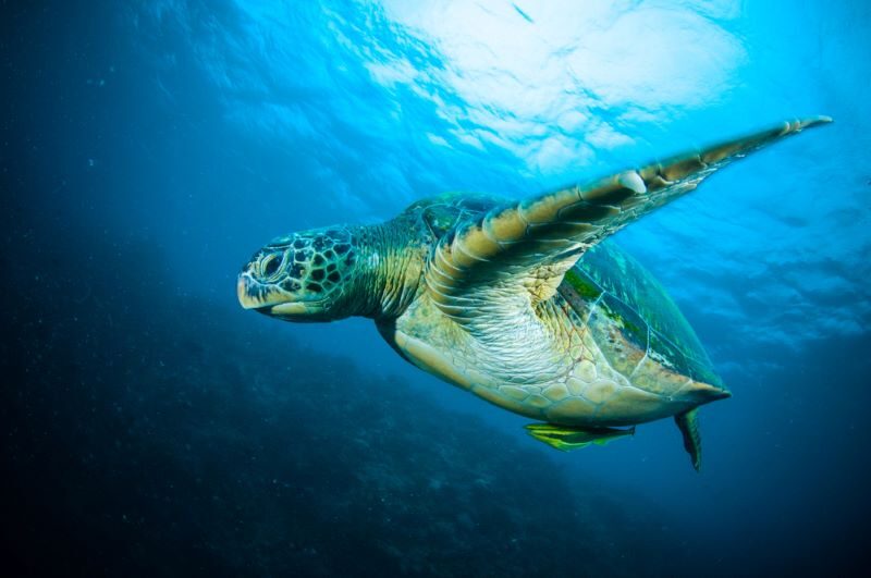 Día Mundial de las Tortugas Marinas 2024