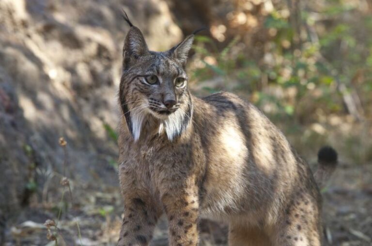 lince ibérico peligro