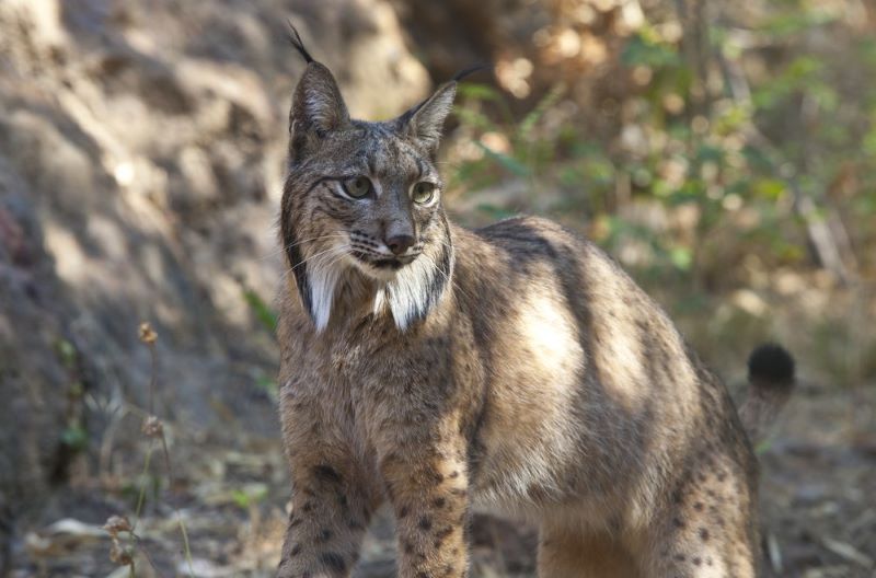 lince ibérico peligro