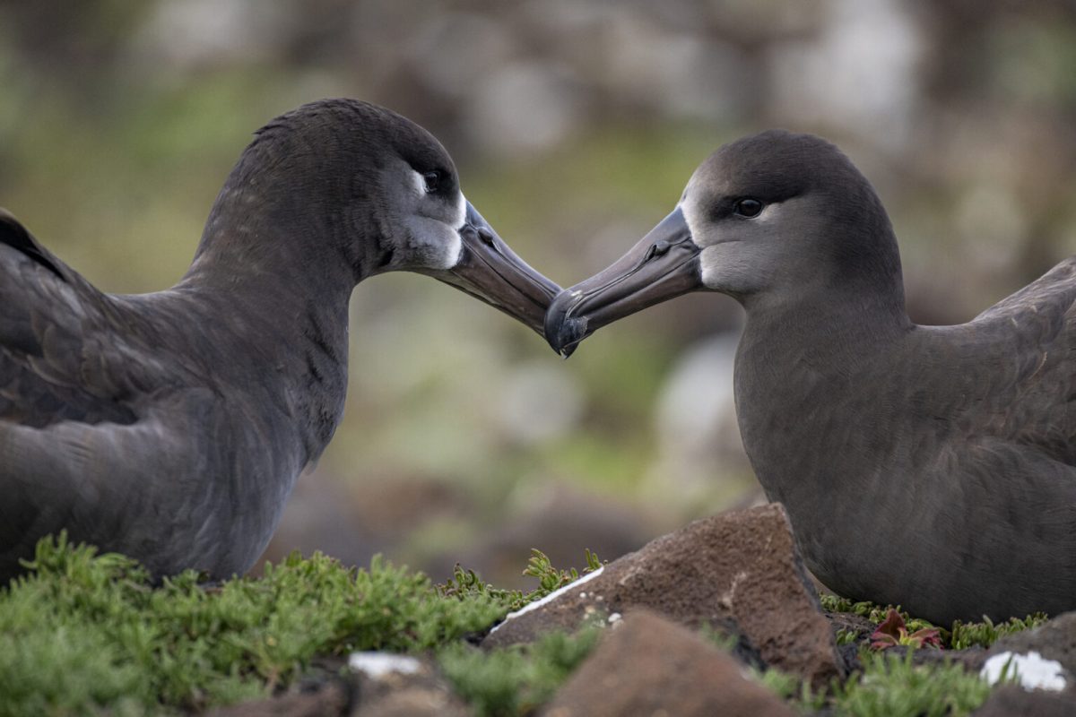 Día Mundial de los Albatros 2024 océanos