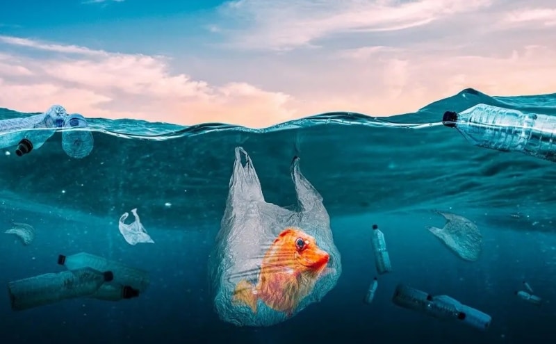 Día Mundial de los Océanos 2024 España protección