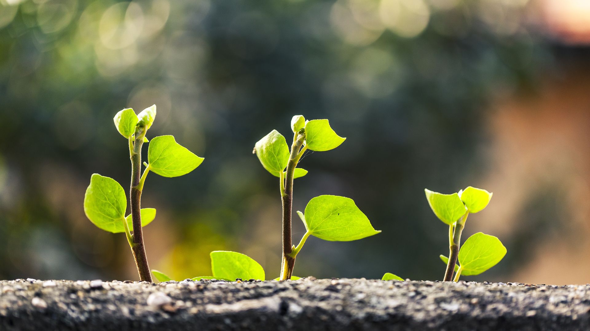 Día Mundial del Medioambiente 2024 naturaleza restauración