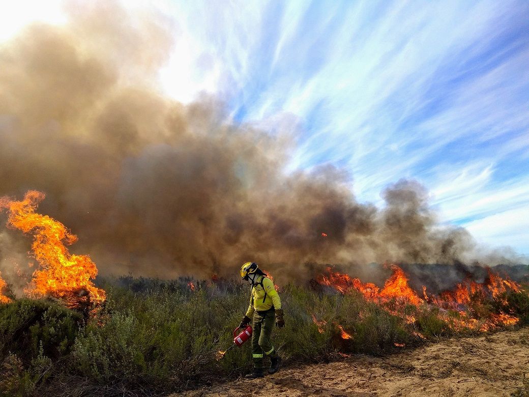 Doñana incendios forestales pinos muertos