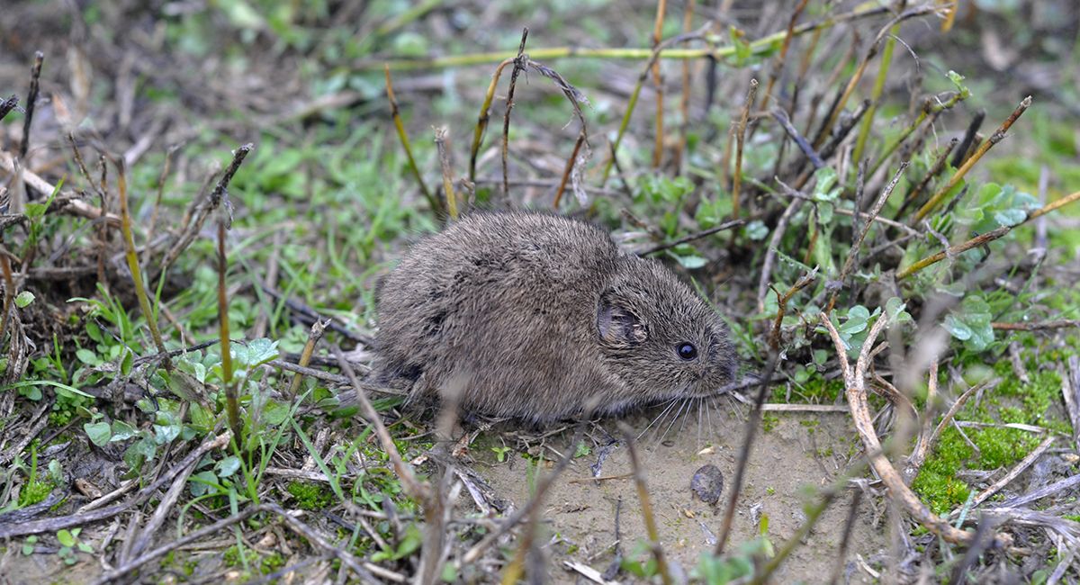 Efecto Chitty topillos masa corporal