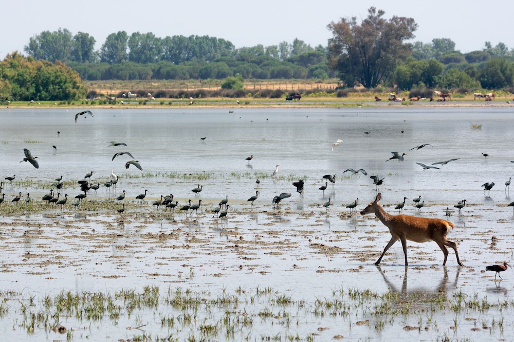 El Partido Doñana marisma