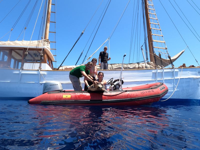 tortugas marinas velero else mediterráneo
