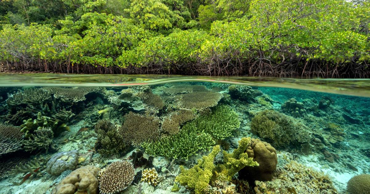 Manglares carbono azul Panamá