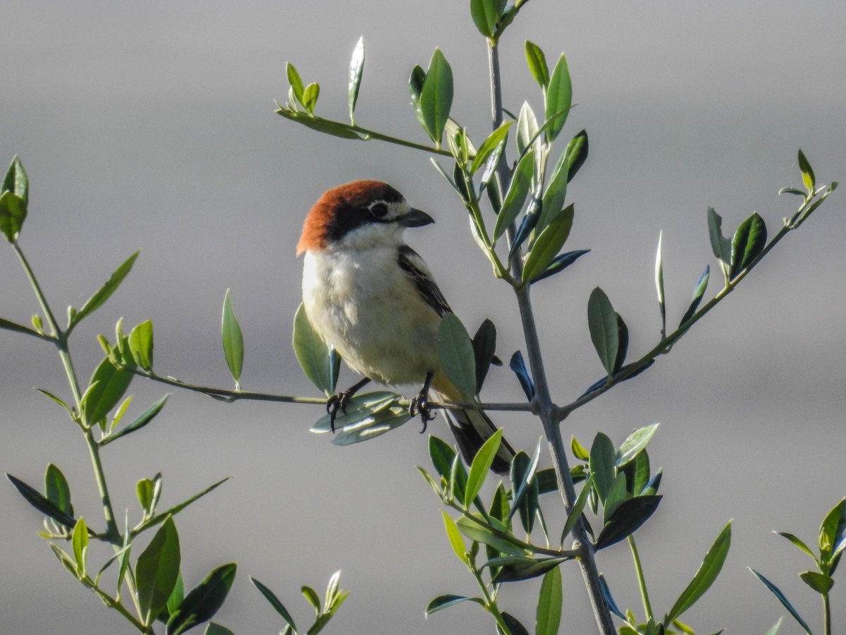Olivares Vivos biodiversidad