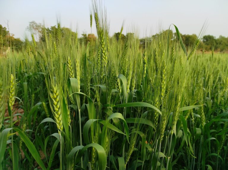 Política Agraria Común PAC ecologistas