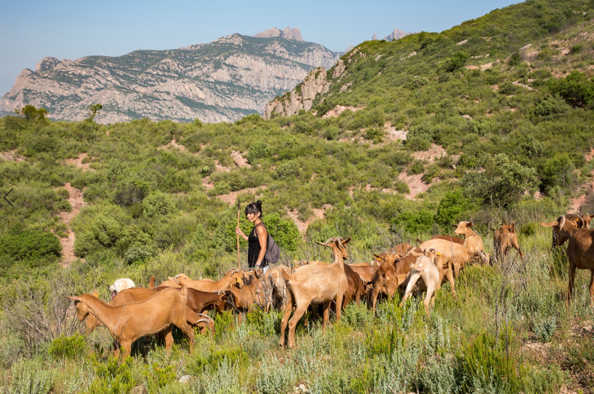 Proyecto SILVODIVERS silvopastoreo Catalunya