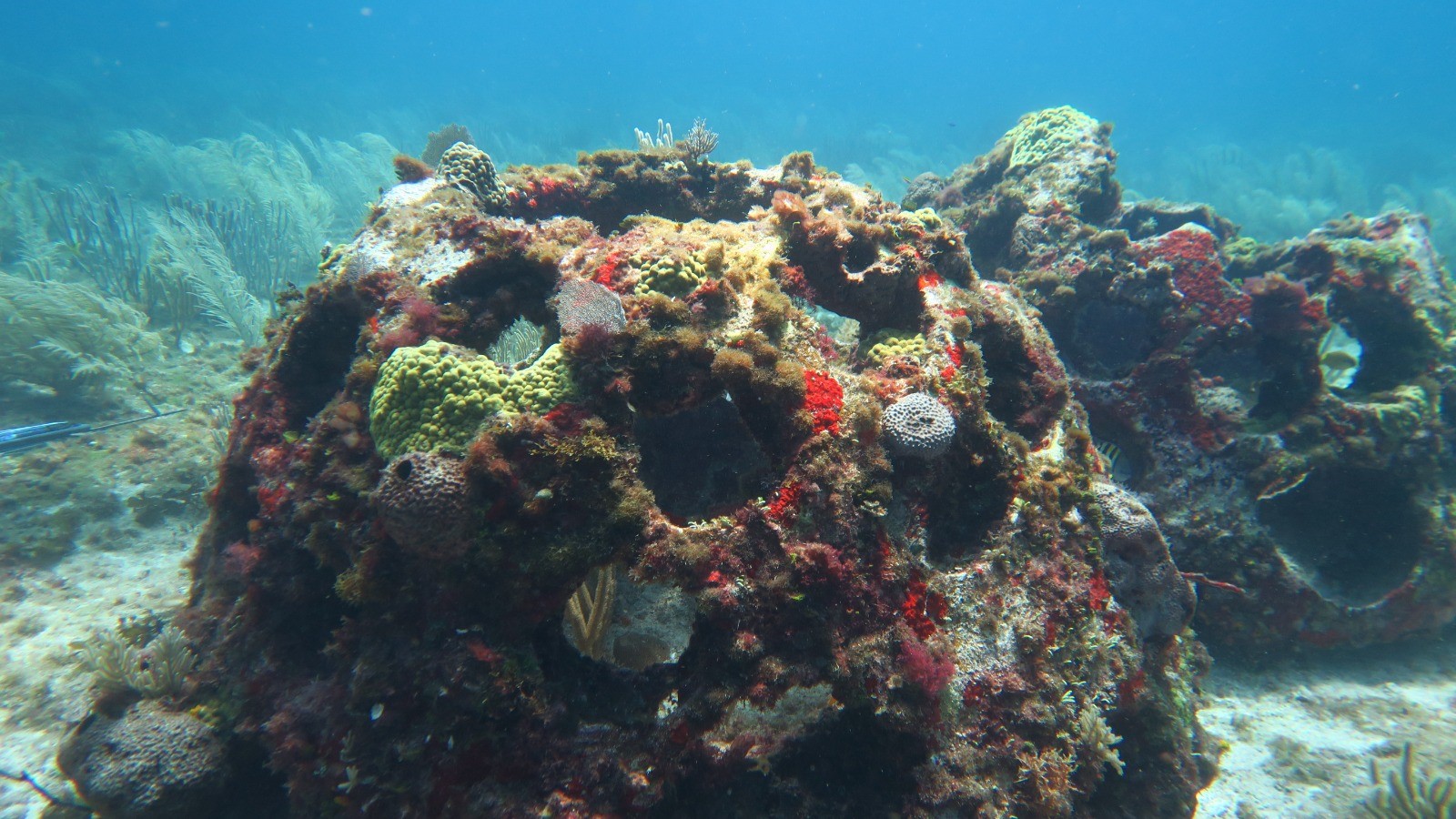 Arrecifes artificiales Caribe mexicano CICY