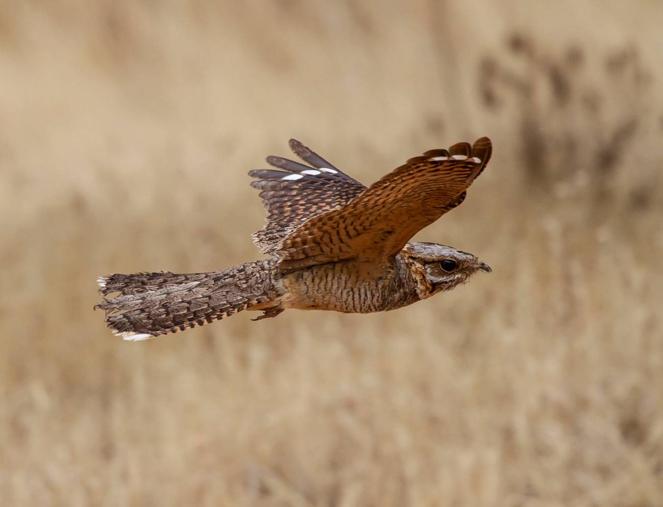 Chotacabras cuellirojo hormigas legionarias africanas Doñana