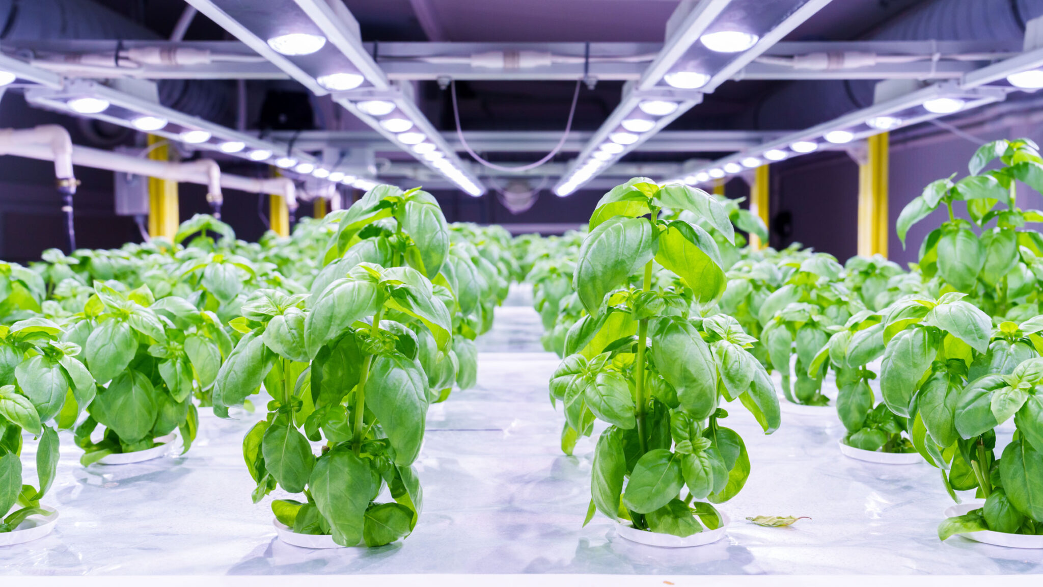 Cultivos indoor-vertical farming sostenibilidad