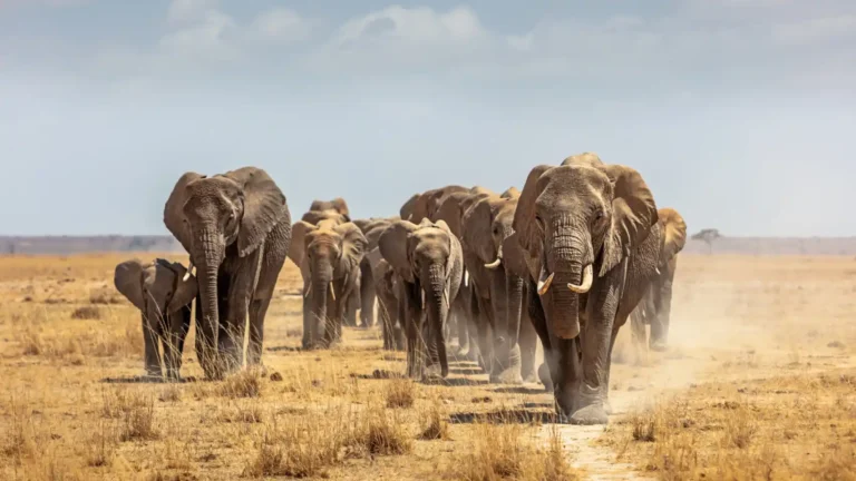 elefante nombre