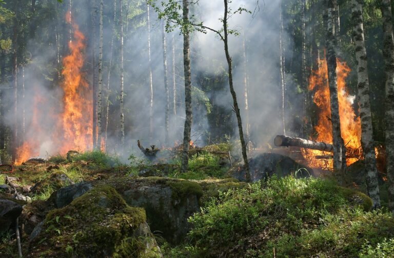 Incendios forestales cambio climático plantas leñosas CSIC