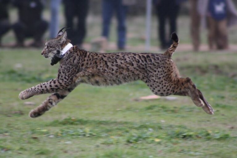 lince ibérico programa de reintroducción Murcia