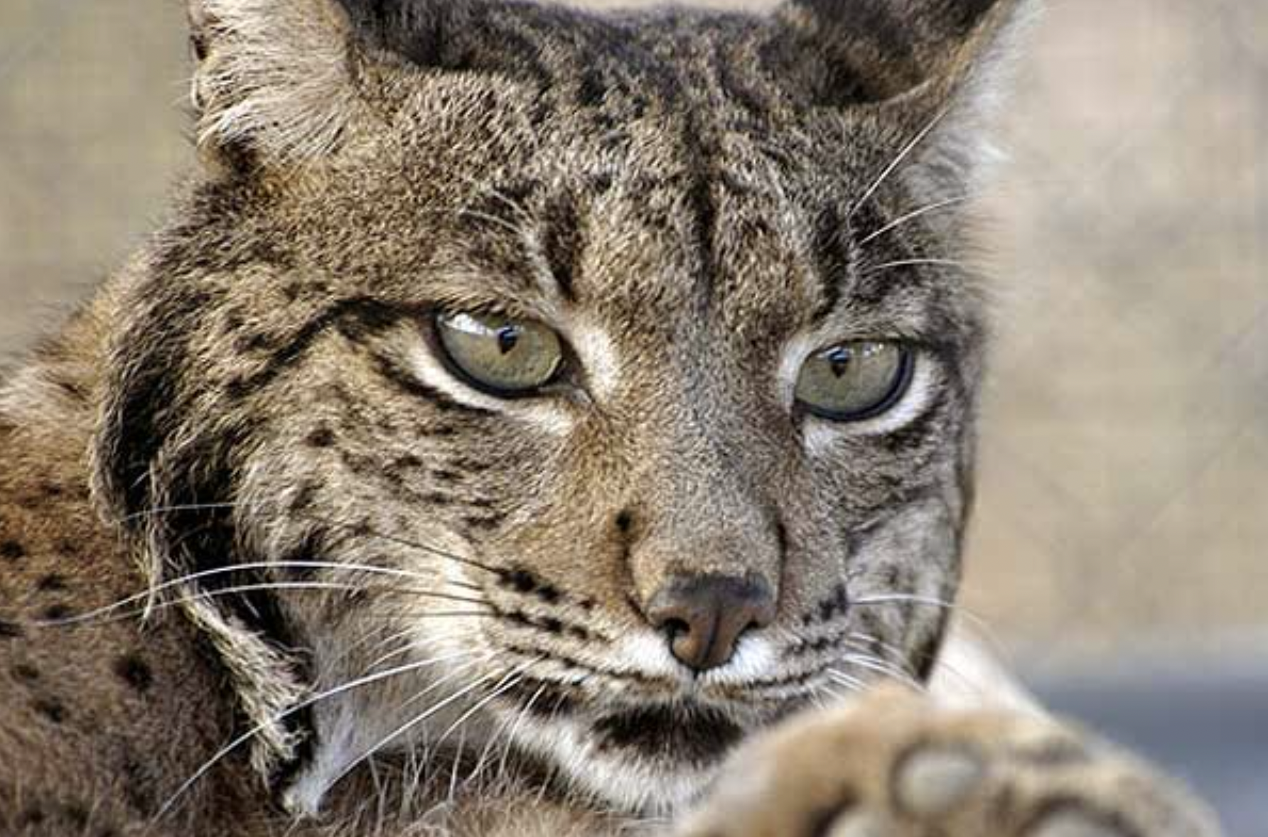 Lince ibérico UICN