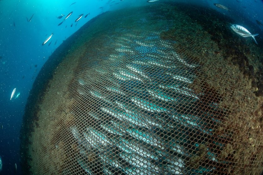 Macrogranjas marinas maltrato animal