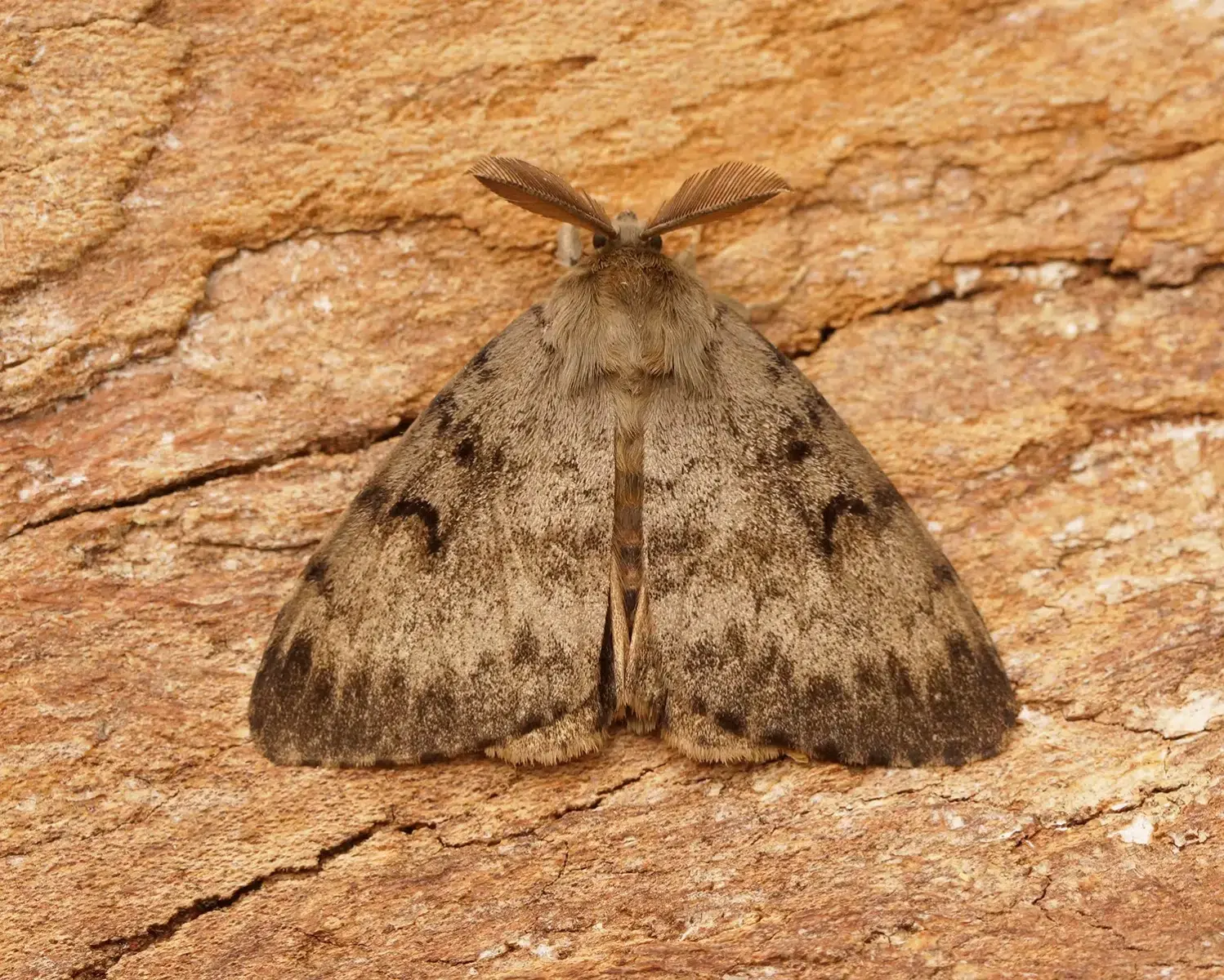 Mariposa lagarta peluda