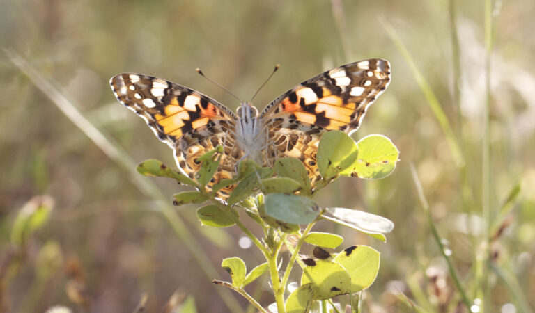 Mariposas carderas Vanessa Cardui