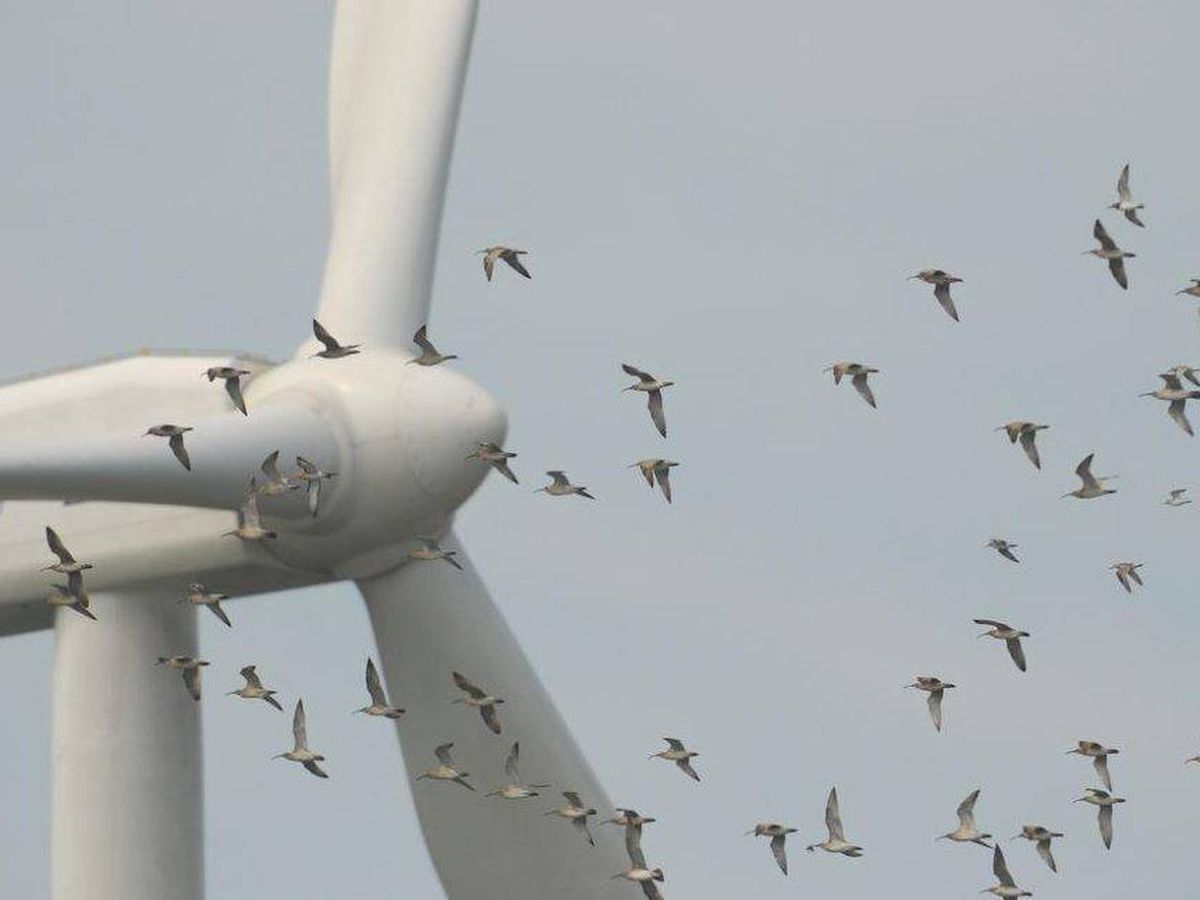 Parques eólicos Red Natura 2000